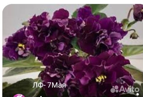 Фиалка сортовая