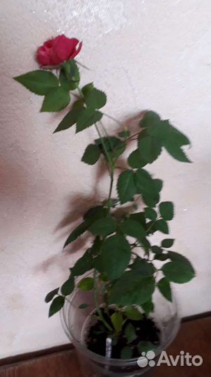 Роза Бенгальская