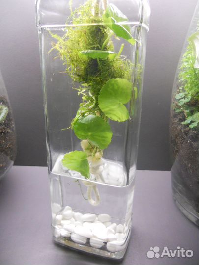 Нанопалюдариум минипалюдариум