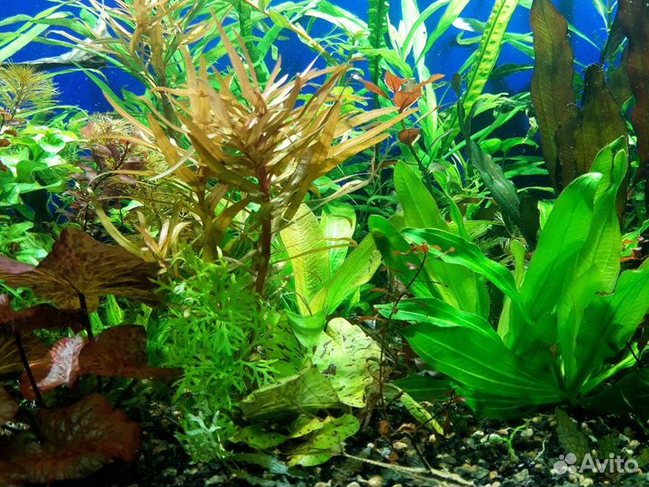 Аквариумные растения
