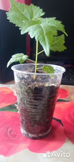 Рассада абутилонов в стаканчиках