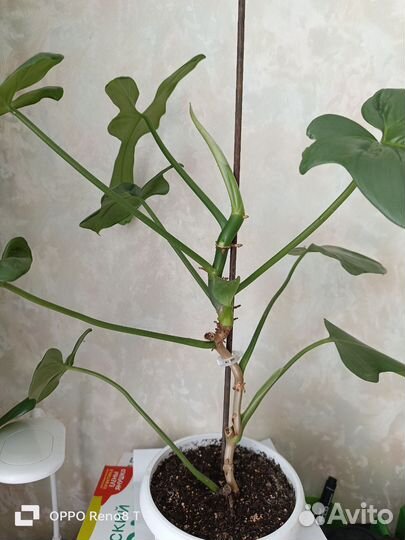 Филодендрон гитара