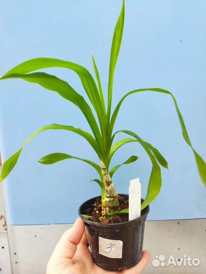 Орхидея. Морковка - Cyc. Wine Delight 'JEM'