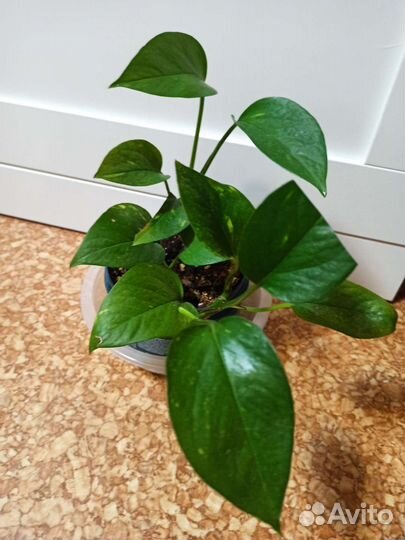 Сциндапсус, пеперомия, мята комн, монстер вар