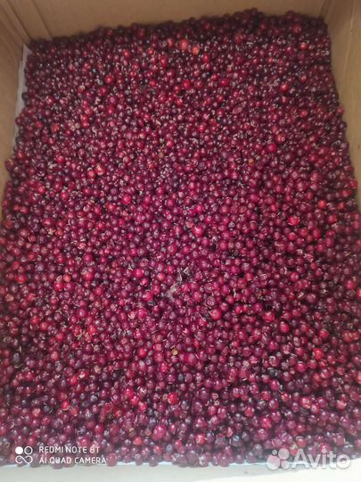 Клюква свежая