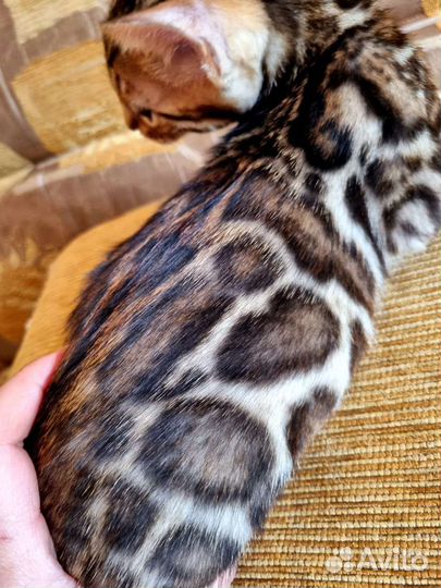 Бенгальский котик