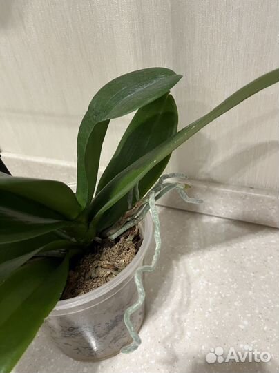 Орхидея фаленопсис Сакраменто