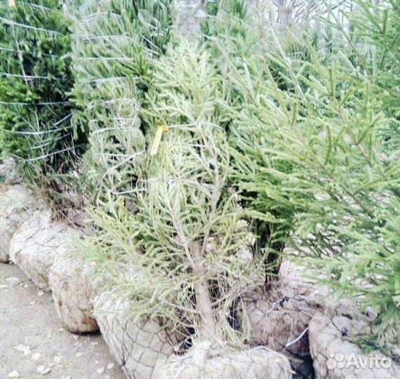 Ель обынковенная