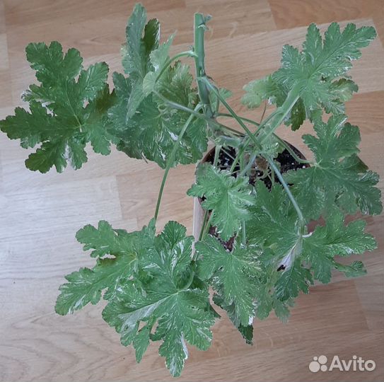 Пеларгонии