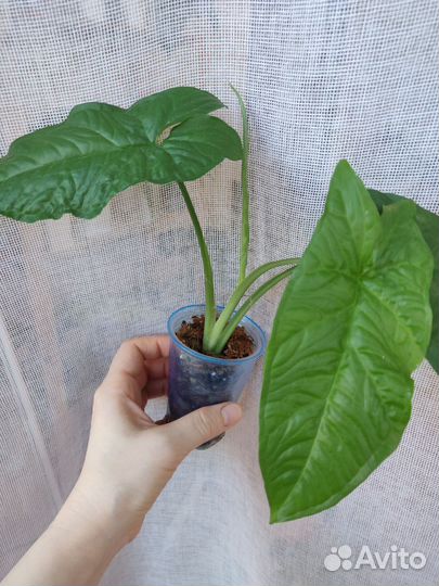 Сингониум Австралия, Конфетти триколор