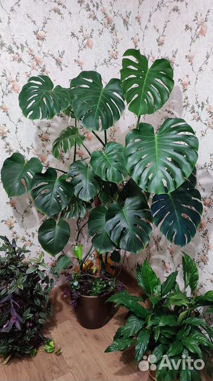 Монстера большая с кашпо