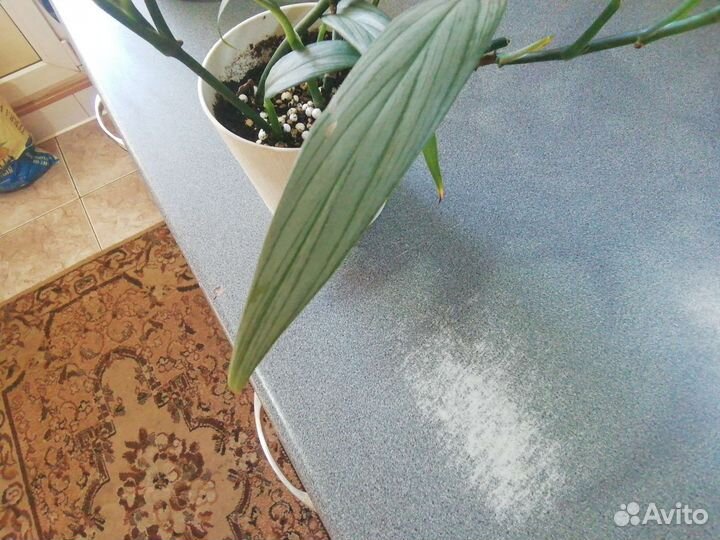 Эпипремнум Марбл Планет, Треби Экзота, Сильвер стр