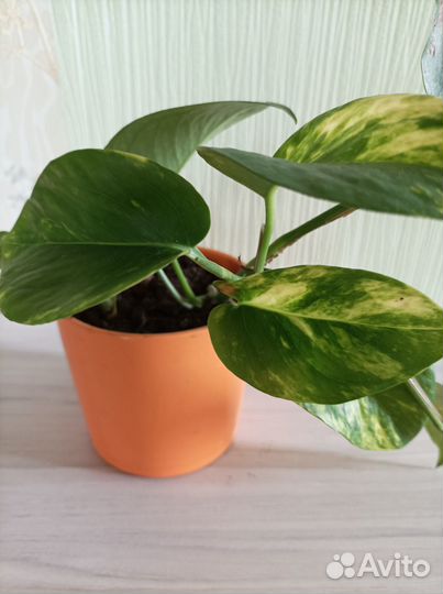 Цветок комнатный сциндапсус