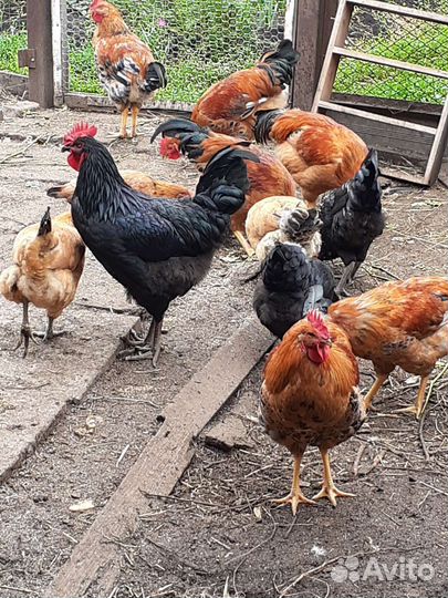 Петушки молодые