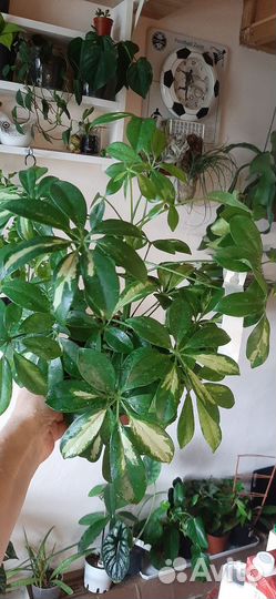 Шефлера Gerda Branched