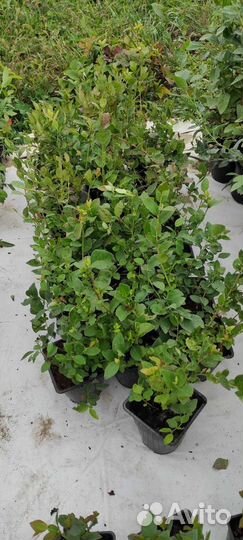 Голубика саженцы