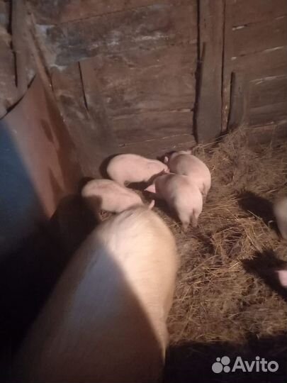 Поросята