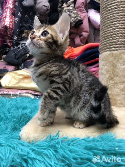 Бенгальские котята