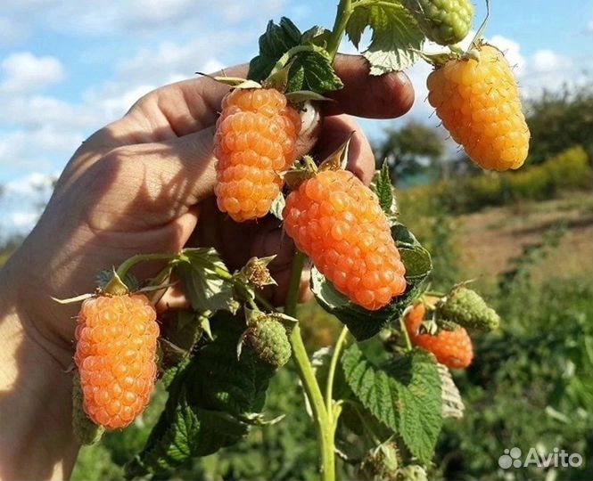 Пузыреплодники, лапчатка,гортензии, малина. Опт