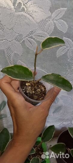 Хойя кримсон квин