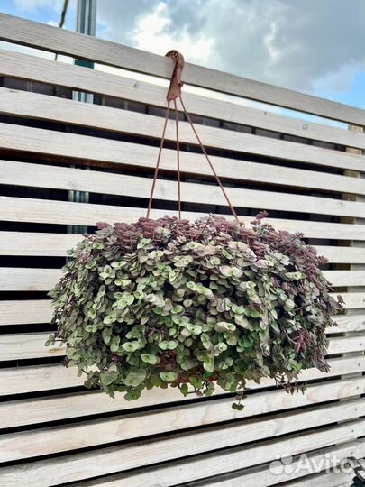 Традесканция