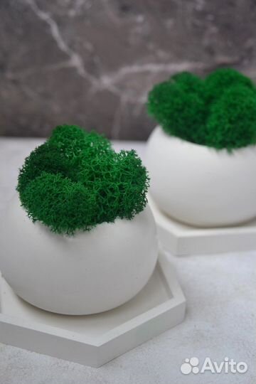 Капшо с мхом