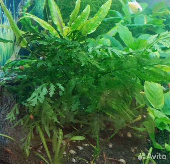 Анубиас, яванский мох, папоротник, криптокорина