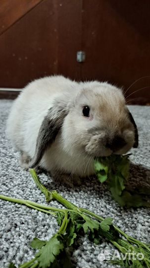 Декоративный вислоухий кролик бесплатно