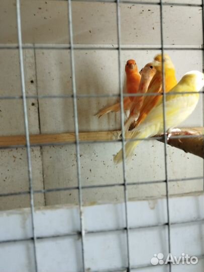 Кенара и канарейки