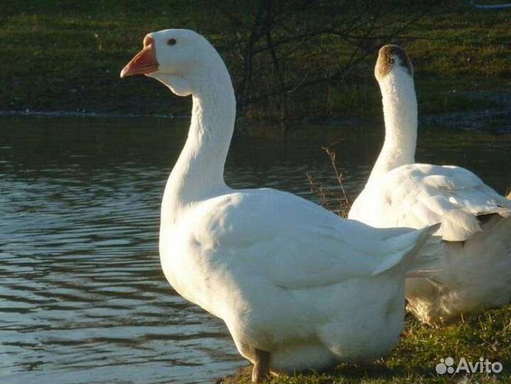 Фермерские продукты Гуси