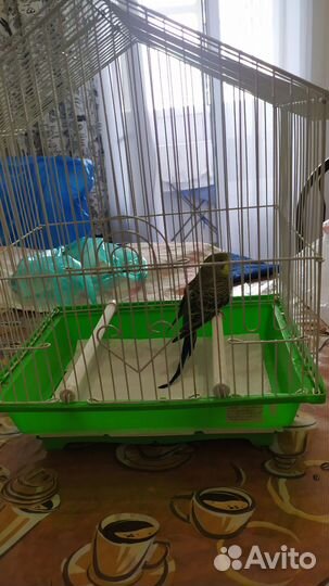 Волнистый попугай с клеткой