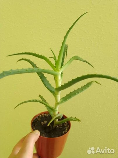 Алоэ столетник