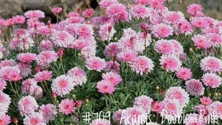 Хризантема Маргаритковая