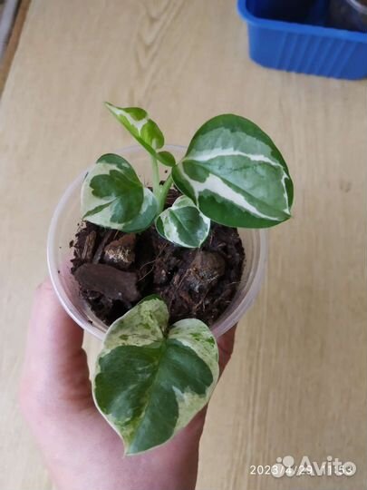 Сциндапсус(эпипремнум) Н-джой