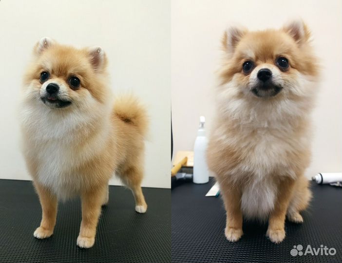 Груминг собак, стрижка, экспресс линька