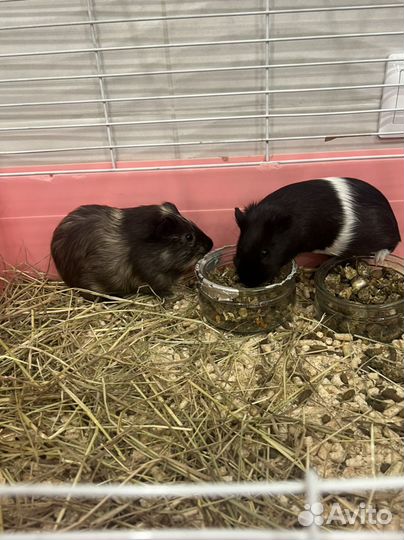 Морская свинка