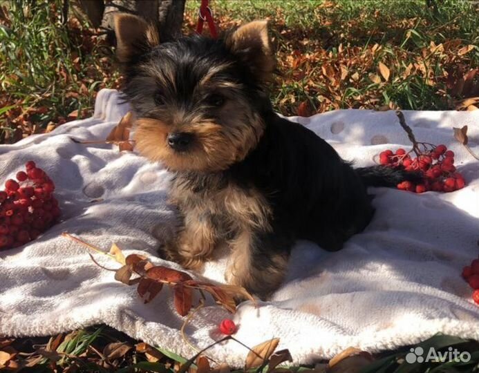 Йоркширский терьер