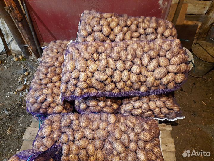 Продам картофель