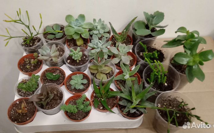 Домашние растения. Суккуленты