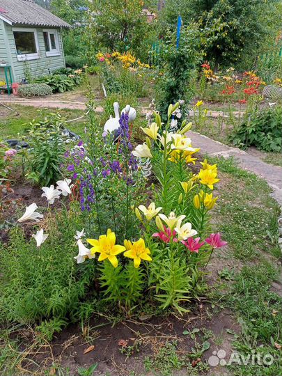 Лилии с открытой корневой системой