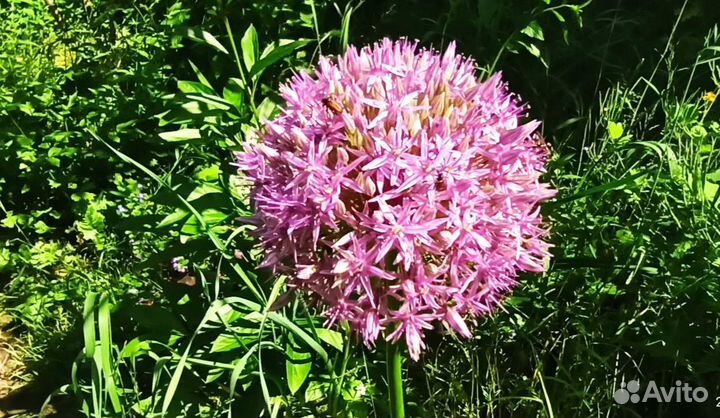 Чеснок для посадки пророщенный