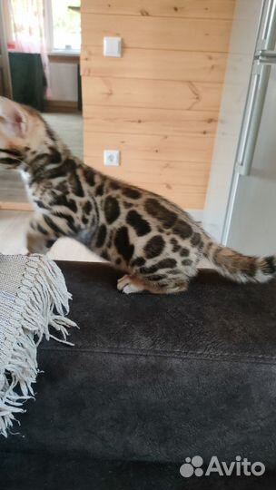 Бенгальская