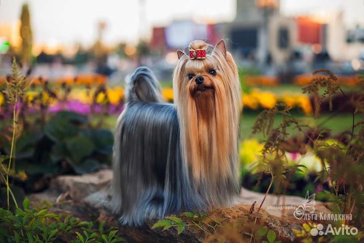 Красивые титулованные кобели (для вязки)