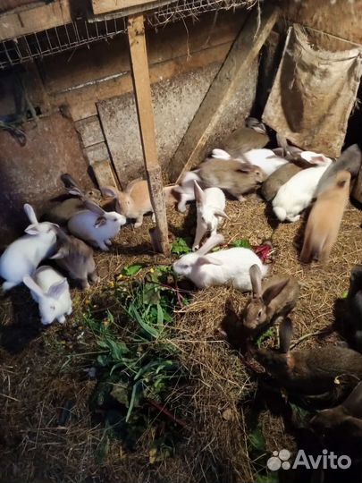 Домашние животные кролики