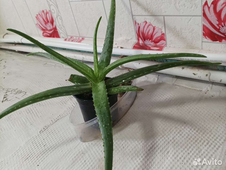 Алоэ вера большой