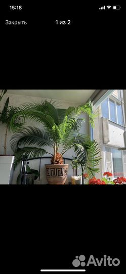 Цикас Революта