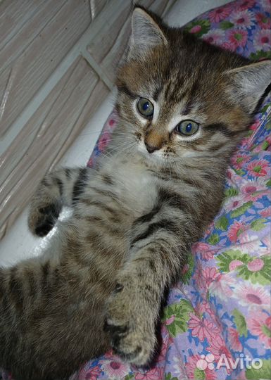 Отдам котика в добрые руки