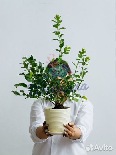 Саженцы голубики разных сортов