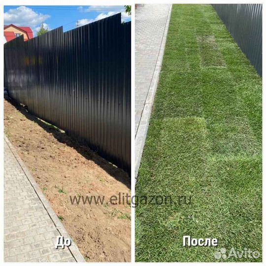 Рулонный газон элитный