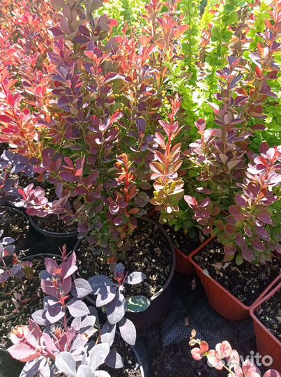 Барбарисы декоративные Ред Пилар и др